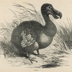 Dodo Bird Print Dodo Bird Print