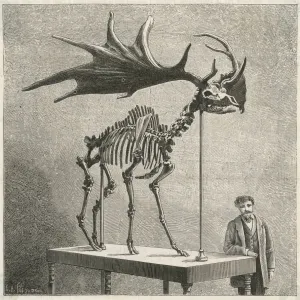 Megaloce CERVUS MEGALOCEROS Skeleton Print, Museum of Natural History Paris Megaloce CERVUS MEGALOCEROS Skeleton Print, Museum of Natural History Paris
