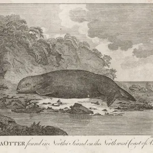 Northwest Coast Sea Otter Print