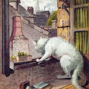 White Cat Contemplates Through Open Window Print White Cat Contemplates Through Open Window Print