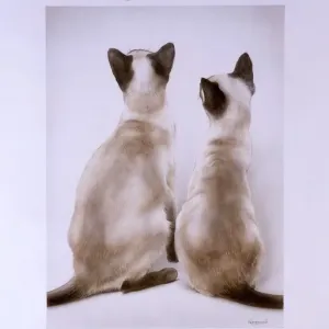 Two Siamese Cats Watch a Tortoiseshell Butterfly Print Two Siamese Cats Watch a Tortoiseshell Butterfly Print