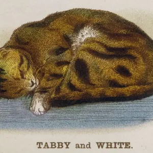 Tabby and White Cat Print Tabby and White Cat Print