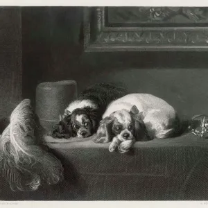 King Charles Spaniel Print (Landseer) King Charles Spaniel Print (Landseer)