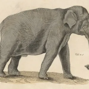 Riesenelefant / indischer 1930 Riesenelefant / indischer 1930