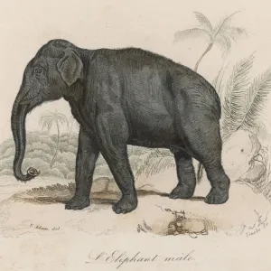 Riesenelefant/indischer Mann, 19Jährig Riesenelefant/indischer Mann, 19Jährig