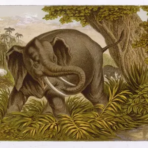 Elefant (Kronheim) Elefant (Kronheim)