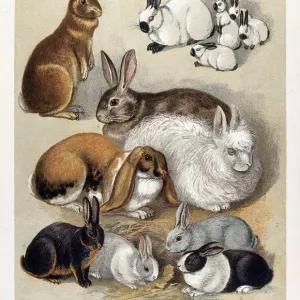 Rabbits in Various Breeds Print Rabbits in Various Breeds Print