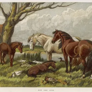 Pferde im Feld 1862 Pferde im Feld 1862