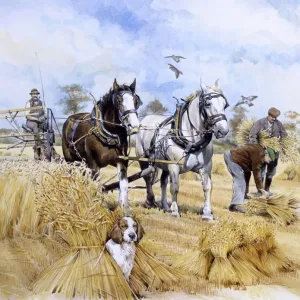 Horse-drawn Harvester Print: Two Shire Horses at Work Horse-drawn Harvester Print: Two Shire Horses at Work