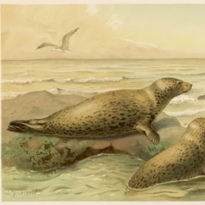 Leopard Seal Print C1880 Leopard Seal Print C1880