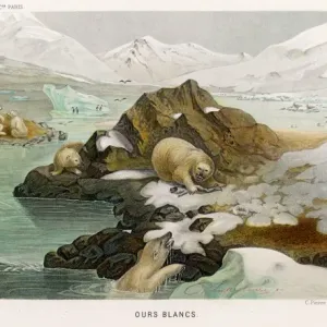 POLAR BEAR POLAR BEAR