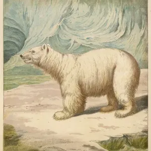 Polarkuhle / Baxter / 1850 Polarkuhle / Baxter / 1850