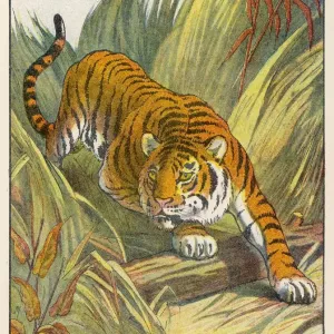 Der Prowler-Tiger Der Prowler-Tiger