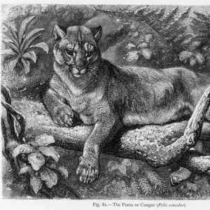 Puma (Lydecker) Puma (Lydecker)