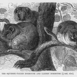 Print of Dormice: Squirrel-tailed and Garden Species Print of Dormice: Squirrel-tailed and Garden Species