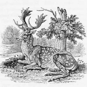 Fallow-Deer Print (Bewick) after Buffon Fallow-Deer Print (Bewick) after Buffon
