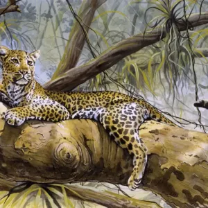 Male Leopard in Sub-Saharan African Tree Print Male Leopard in Sub-Saharan African Tree Print