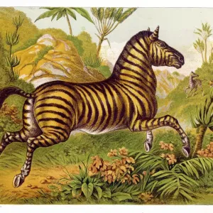 Zebrakreis Kronheim Zebrakreis Kronheim