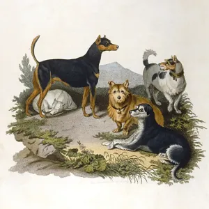 Assorted Terriers 1800 Print Assorted Terriers 1800 Print