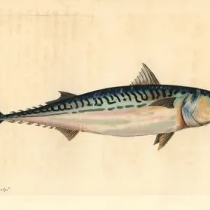 Makrele