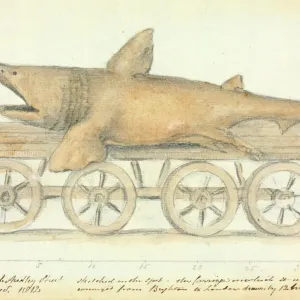Basking Shark Transport Print, 10th Dec 1812 Basking Shark Transport Print, 10th Dec 1812