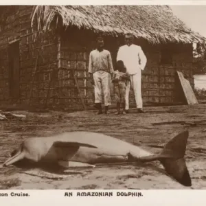 Ein strandgelegener Delfin der Amazonas-Flussdolphinfisch Ein strandgelegener Delfin der Amazonas-Flussdolphinfisch
