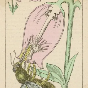 Bee Pollinating Print - A bee pollinates a flower Bee Pollinating Print - A bee pollinates a flower