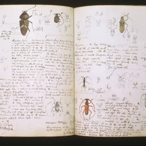 Beetle Double Page Print Beetle Double Page Print