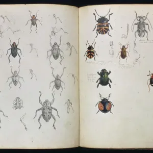 Beetles Double Page Spread Print by Henry Walter Bates Beetles Double Page Spread Print by Henry Walter Bates