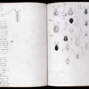 Beetles Page Spread Print by Henry Walter Bates Beetles Page Spread Print by Henry Walter Bates