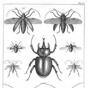 Beetles Illustration Print, 1765 Beetles Illustration Print, 1765