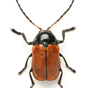 Hazel Pot Beetle Print (Beetles) by Mary Evans Prints Online Hazel Pot Beetle Print (Beetles) by Mary Evans Prints Online