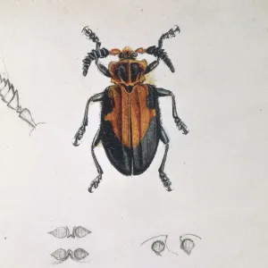 Longhorn Beetle Print by Mary Evans Prints Online Longhorn Beetle Print by Mary Evans Prints Online