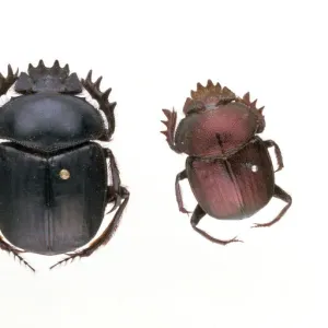 Sacred Scarab Beetle Print: Ancient Symbolism and Modern Importance Sacred Scarab Beetle Print: Ancient Symbolism and Modern Importance