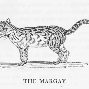 Bewick / Margay Bewick / Margay