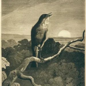 Print of a Nightingale at Sunset Print of a Nightingale at Sunset