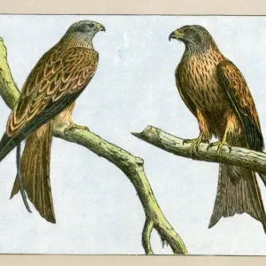 Early 20th Century Print of Birds Perched on Branches, 1907 Early 20th Century Print of Birds Perched on Branches, 1907