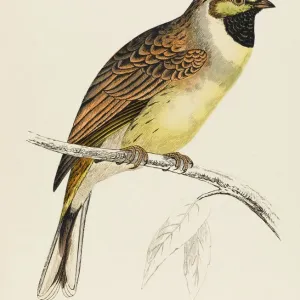 Cirl Bunting Print Cirl Bunting Print