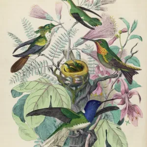 Four hummingbirds with chicks in a nest Print Four hummingbirds with chicks in a nest Print