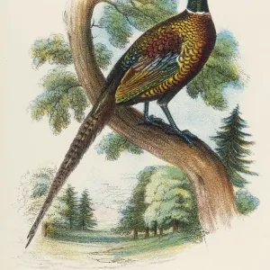 Ring-Necked Pheasant Print Ring-Necked Pheasant Print