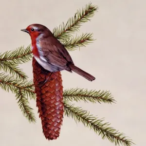 A Robin on a Fir Cone Print A Robin on a Fir Cone Print