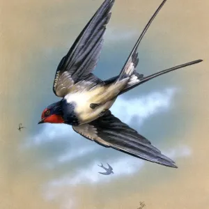 A Swallow in Flight Print by Malcolm Greensmith A Swallow in Flight Print by Malcolm Greensmith