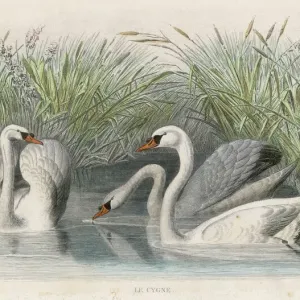 Three Swans Print: A Waterbird Scene Three Swans Print: A Waterbird Scene