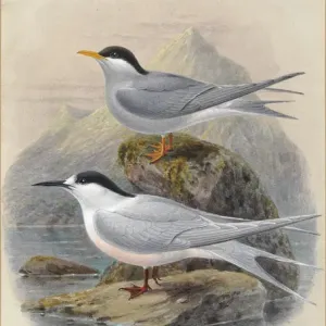 Black-Fronted and White-Fronted Terns Print, 1888 Black-Fronted and White-Fronted Terns Print, 1888