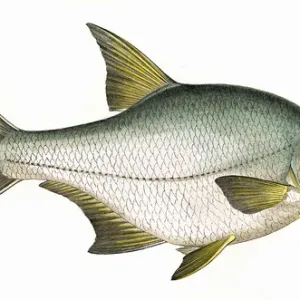 Blicca bjoerkna, or Silver Bream Blicca bjoerkna, or Silver Bream