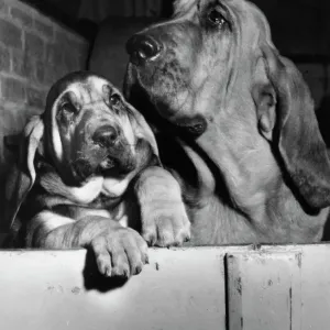 Two Bloodhounds Unusual Friends Print, 1950s Two Bloodhounds Unusual Friends Print, 1950s