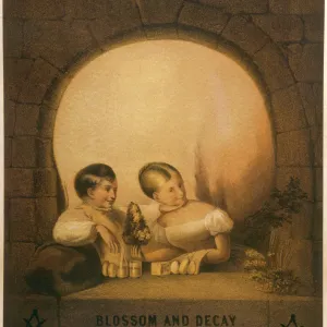 Blossom and Decay Print