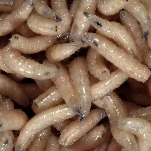 Bluebottle Blowfly Larvae Print - Calliphora Maggots Bluebottle Blowfly Larvae Print - Calliphora Maggots