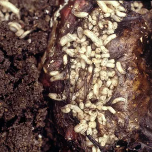 Bluebottle Maggots Print: Carrion Feeding Larvae Bluebottle Maggots Print: Carrion Feeding Larvae