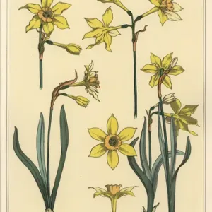 Illustration botanique du jonquille, Narcisse Illustration botanique du jonquille, Narcisse